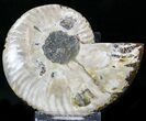 Crystal Lined Ammonite Fossil (Half) #22767-1